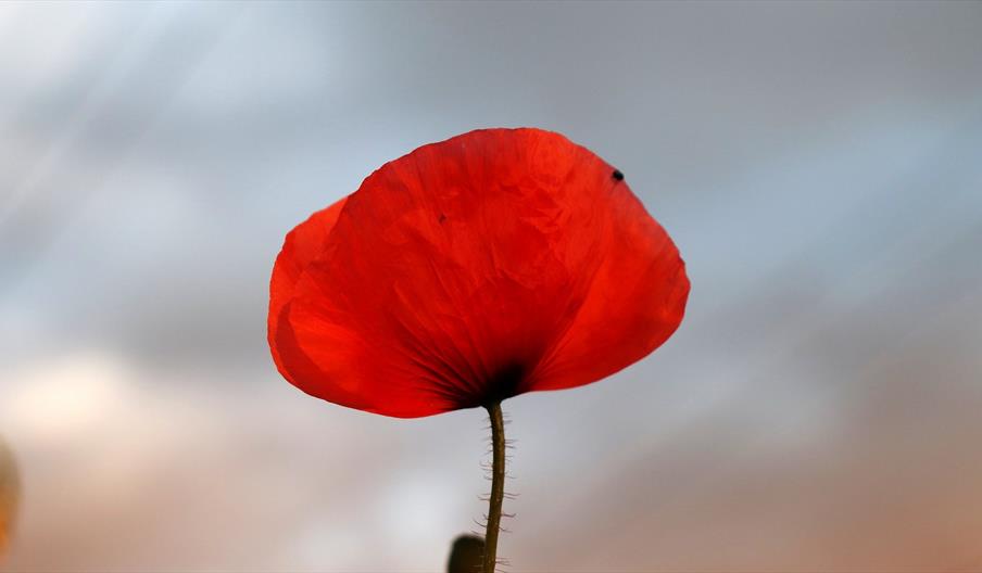 СКУ вшановує День пам’яті полеглих у Першій світовій війні