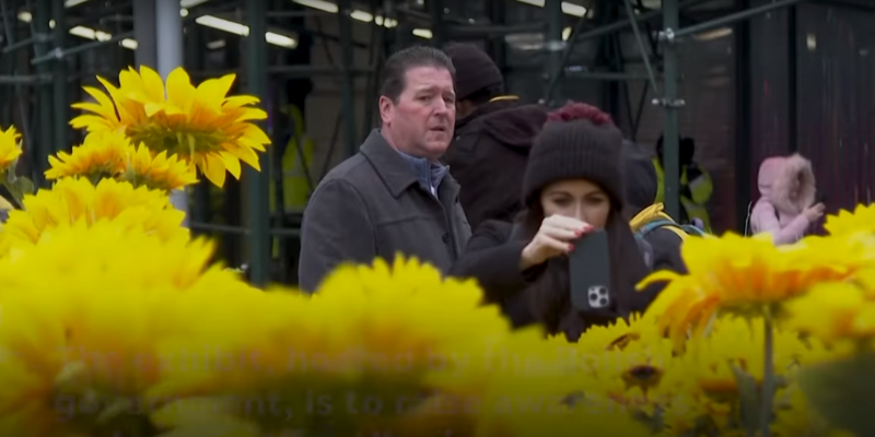 Українські соняшники розквітли на Мангеттені серед зими